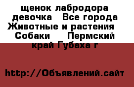 щенок лабродора девочка - Все города Животные и растения » Собаки   . Пермский край,Губаха г.